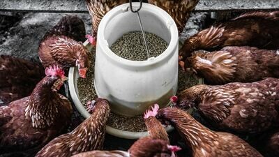 Chicken Feed