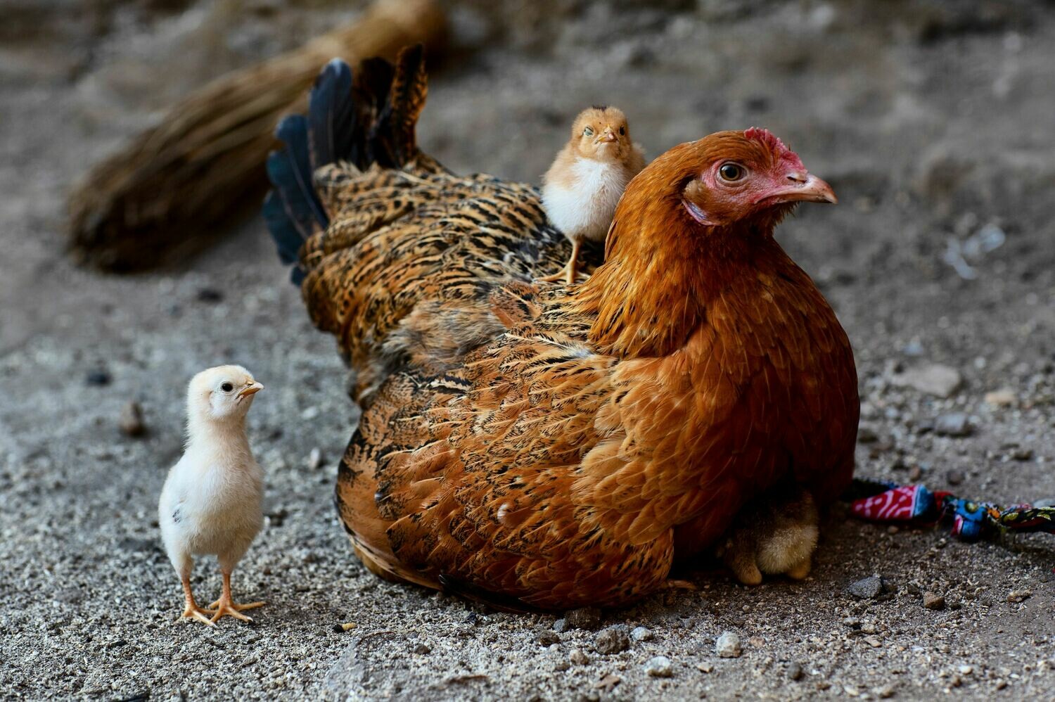 Beyond Eggs - Managing Your Flock for Market, Showing, or Breeding Beyond Eggs - Managing Your Flock for Market, Showing, or Breeding