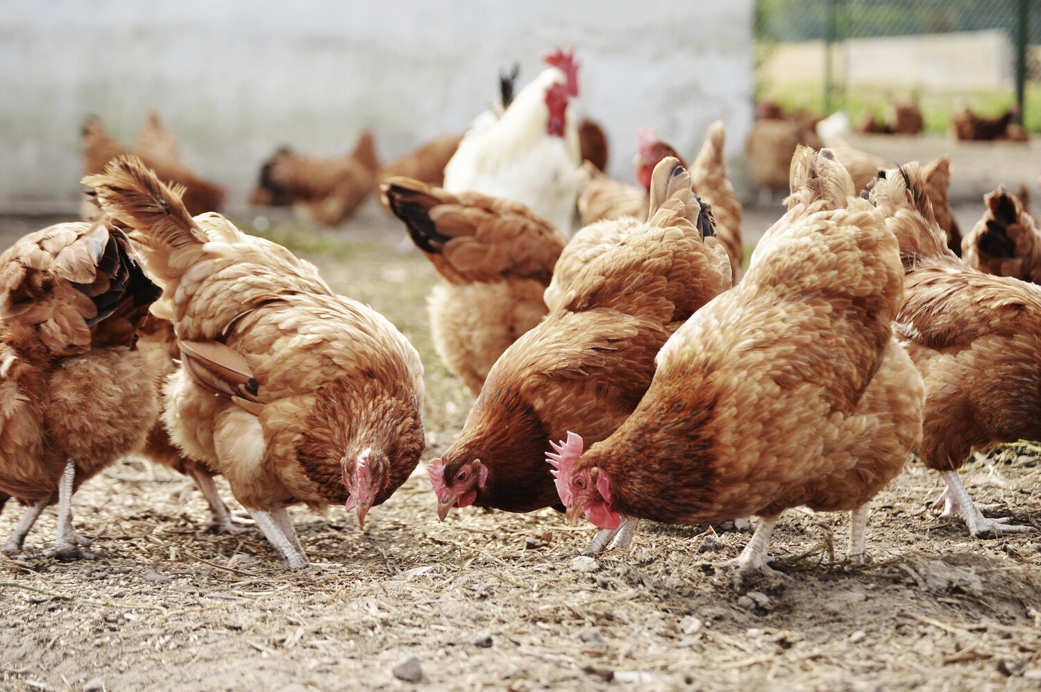 Managing Your Flock's Health, Nutrition, and Biosecurity Managing Your Flock's Health, Nutrition, and Biosecurity