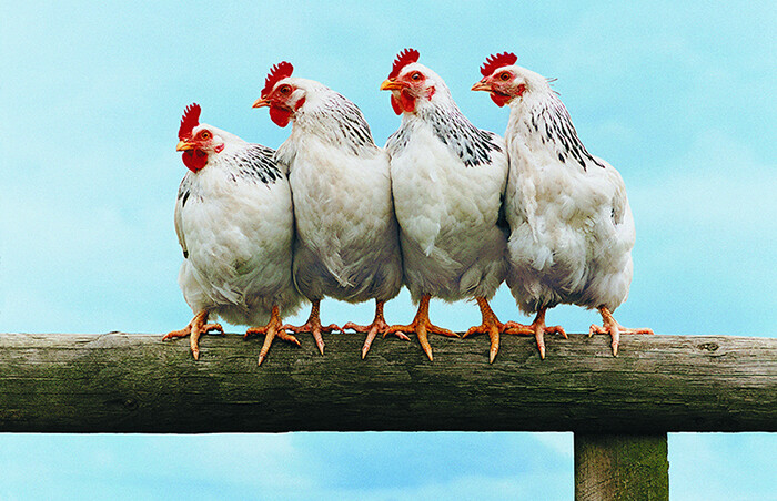 Backyard Chicken Keeping 201 - Full Series Backyard Chicken Keeping 201 - Full Series