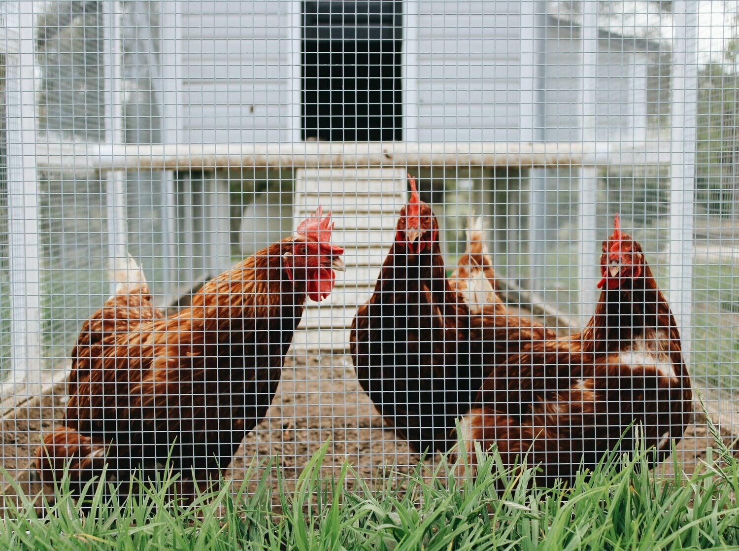 Managing Your Flock to Prevent Predator Pressure and In-Flock Aggression Managing Your Flock to Prevent Predator Pressure and In-Flock Aggression