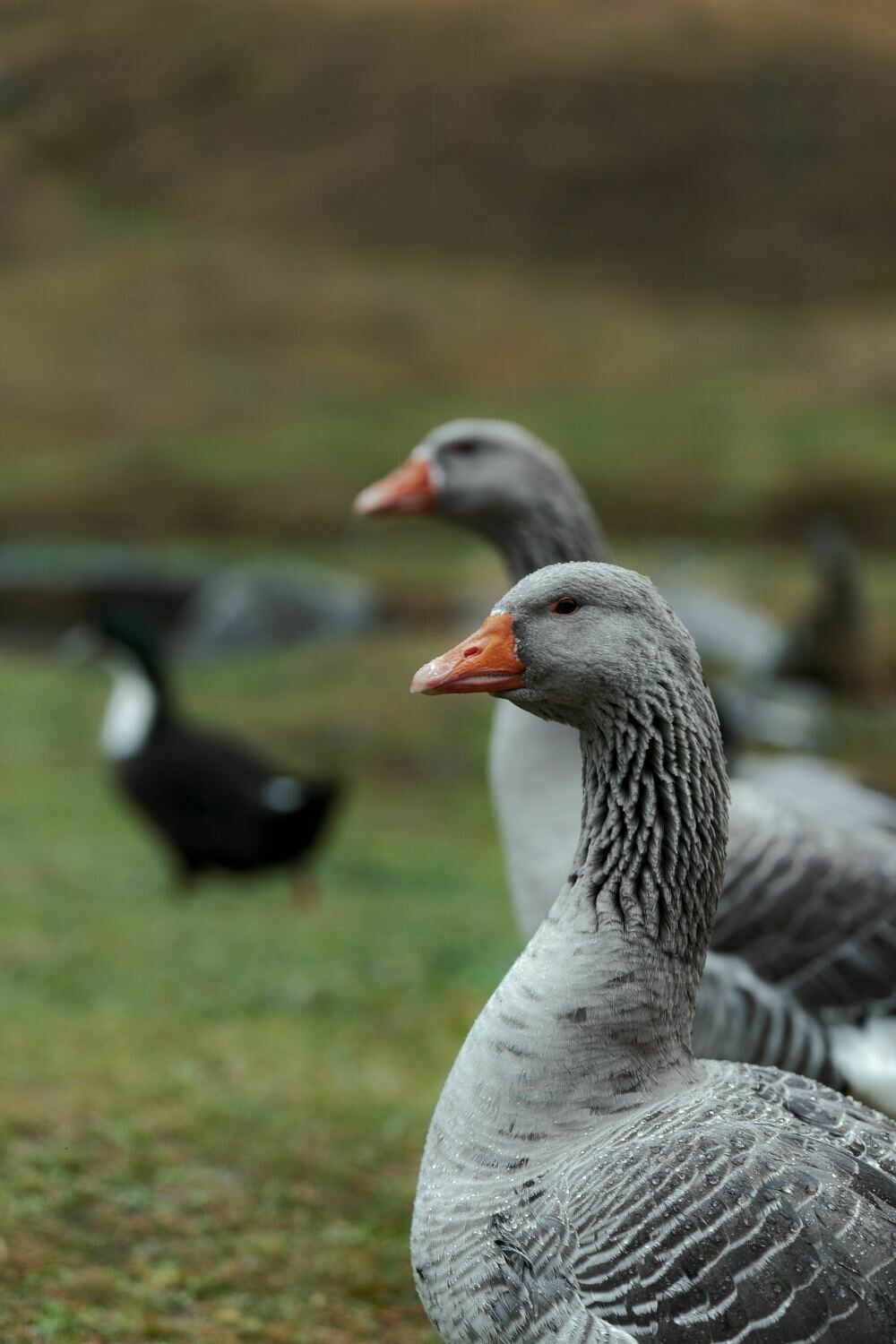 Beyond Chickens - Managing a Flock with Ducks, Geese, Turkeys, Guineas or Quail Beyond Chickens - Managing a Flock with Ducks, Geese, Turkeys, Guineas or Quail