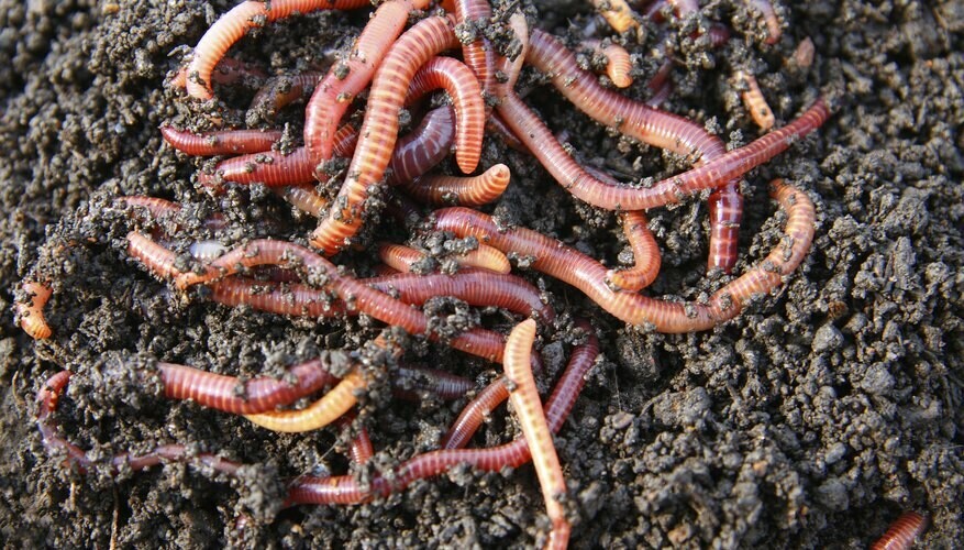 Introduction to Vermicomposting