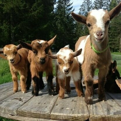 Introduction to Keeping Goats