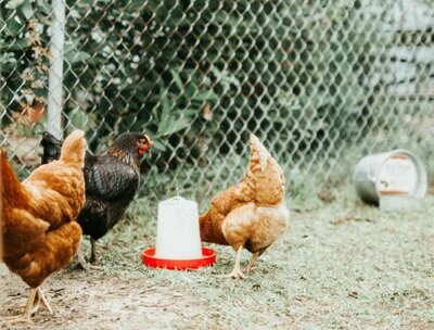 Feeders and Waterers