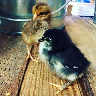 Chick Supplies