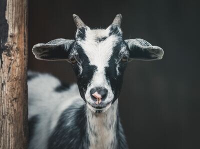 Goat Supplies