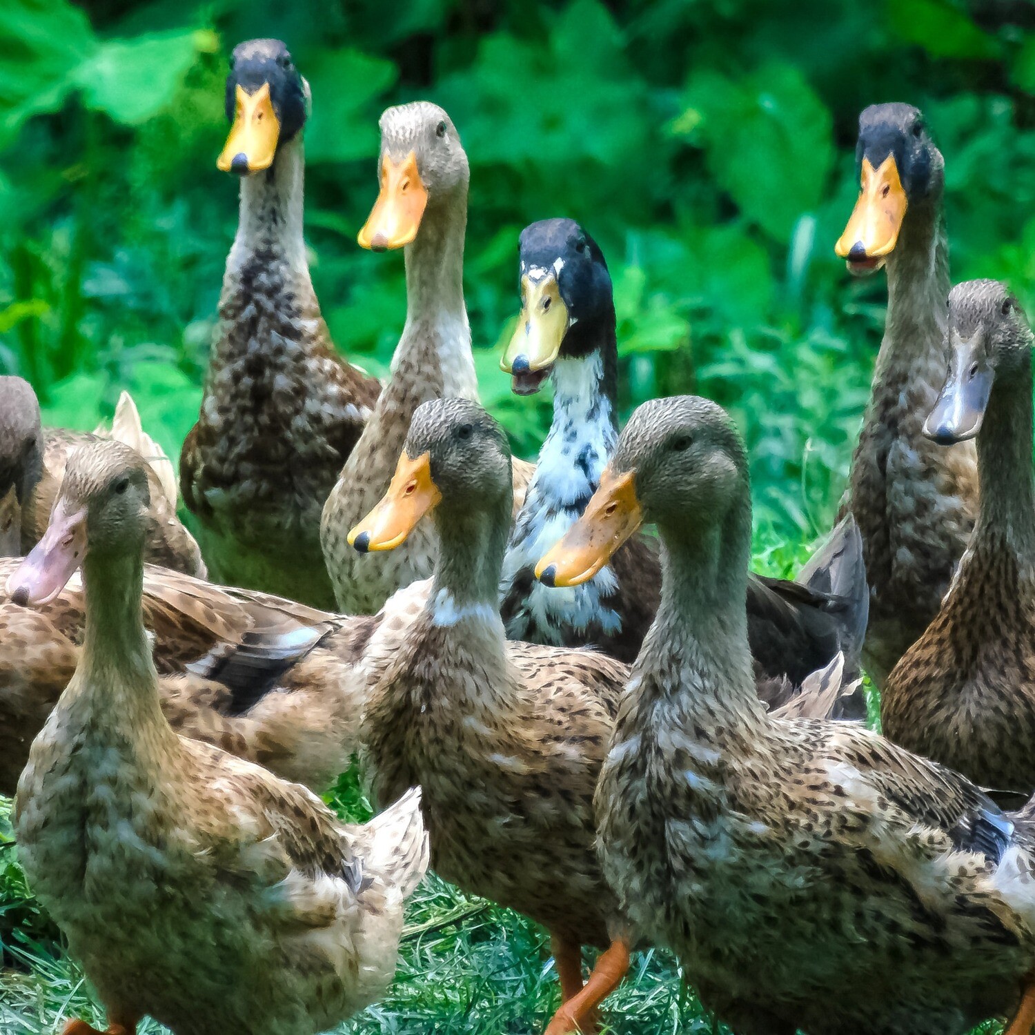 Introduction to Keeping Ducks *Virtual Workshop*