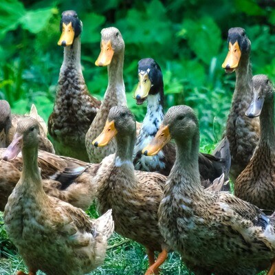 Introduction to Keeping Ducks *Virtual Workshop*