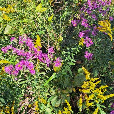 Native Landscaping: Bringing It to Your Backyard
