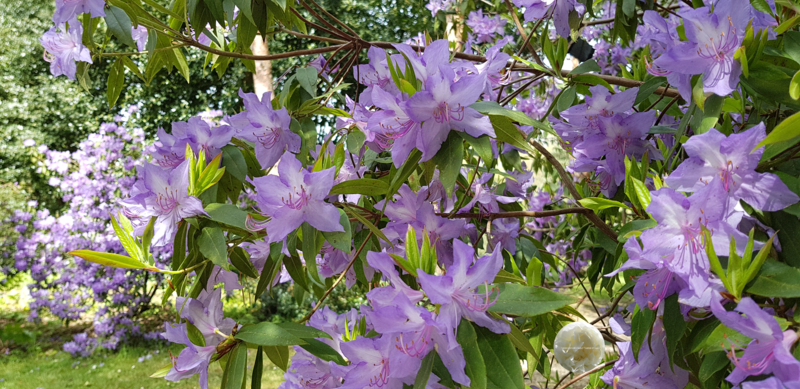 Rhododendrons
