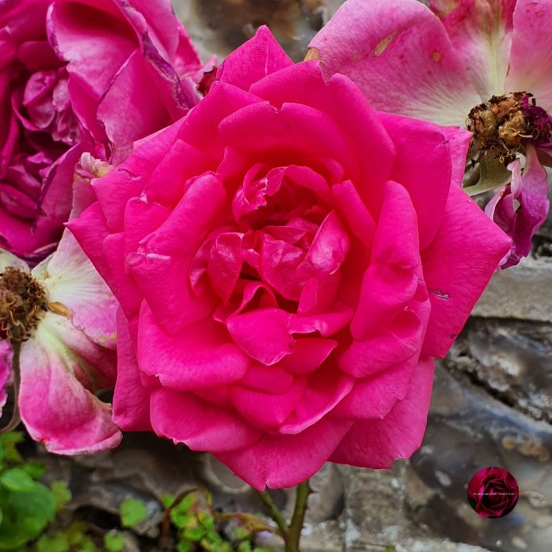 Veules des Roses  Normandy France