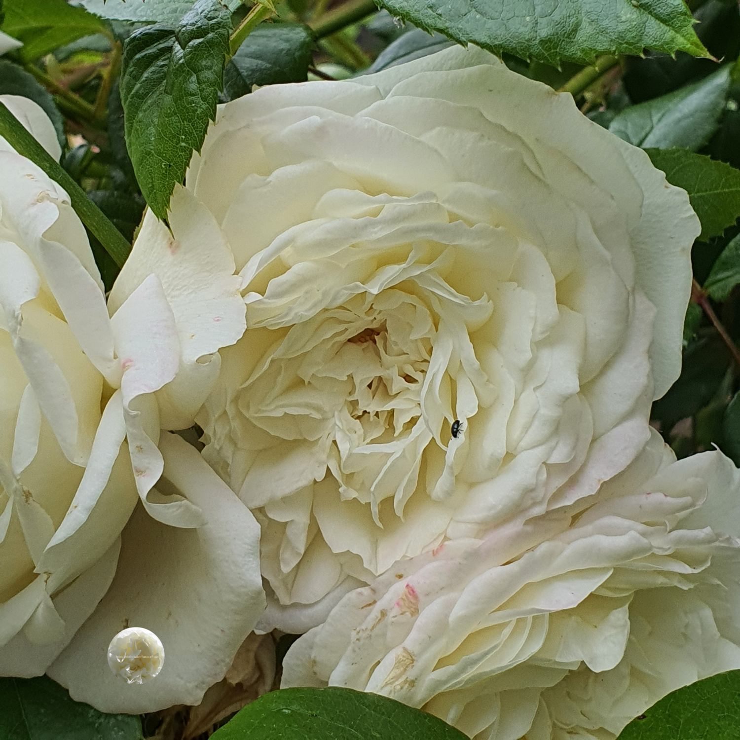 Veules des Roses  Normandy France