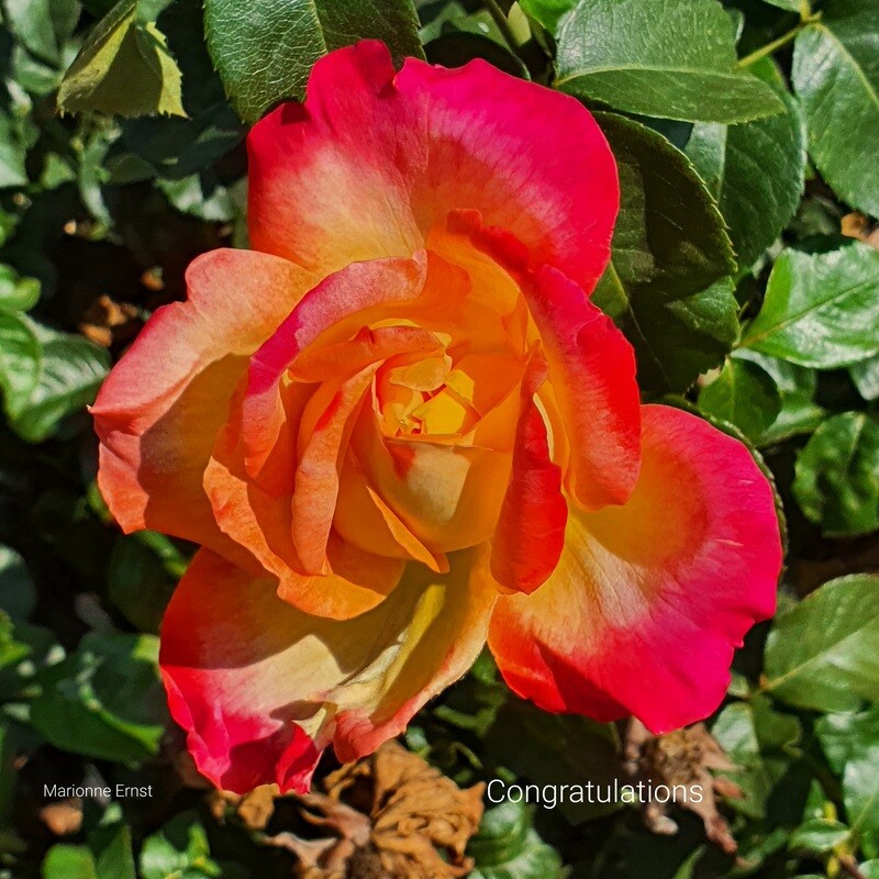 Digital Cards Birthday & Congratulations Roses