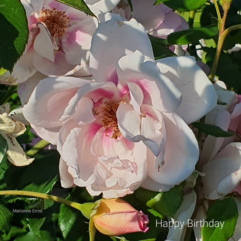 Digital Birthday Cards Roses