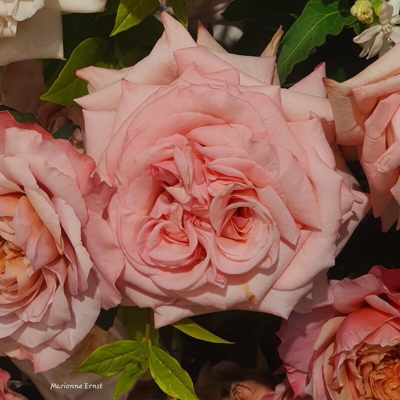 Photography Roses