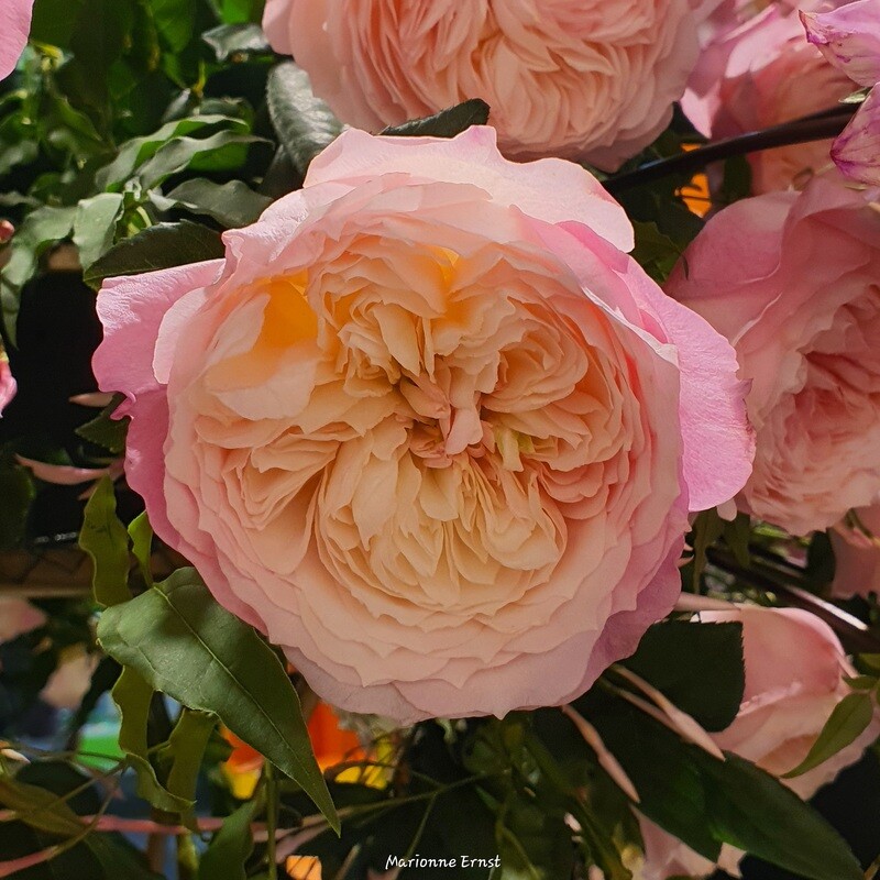 Photography Roses