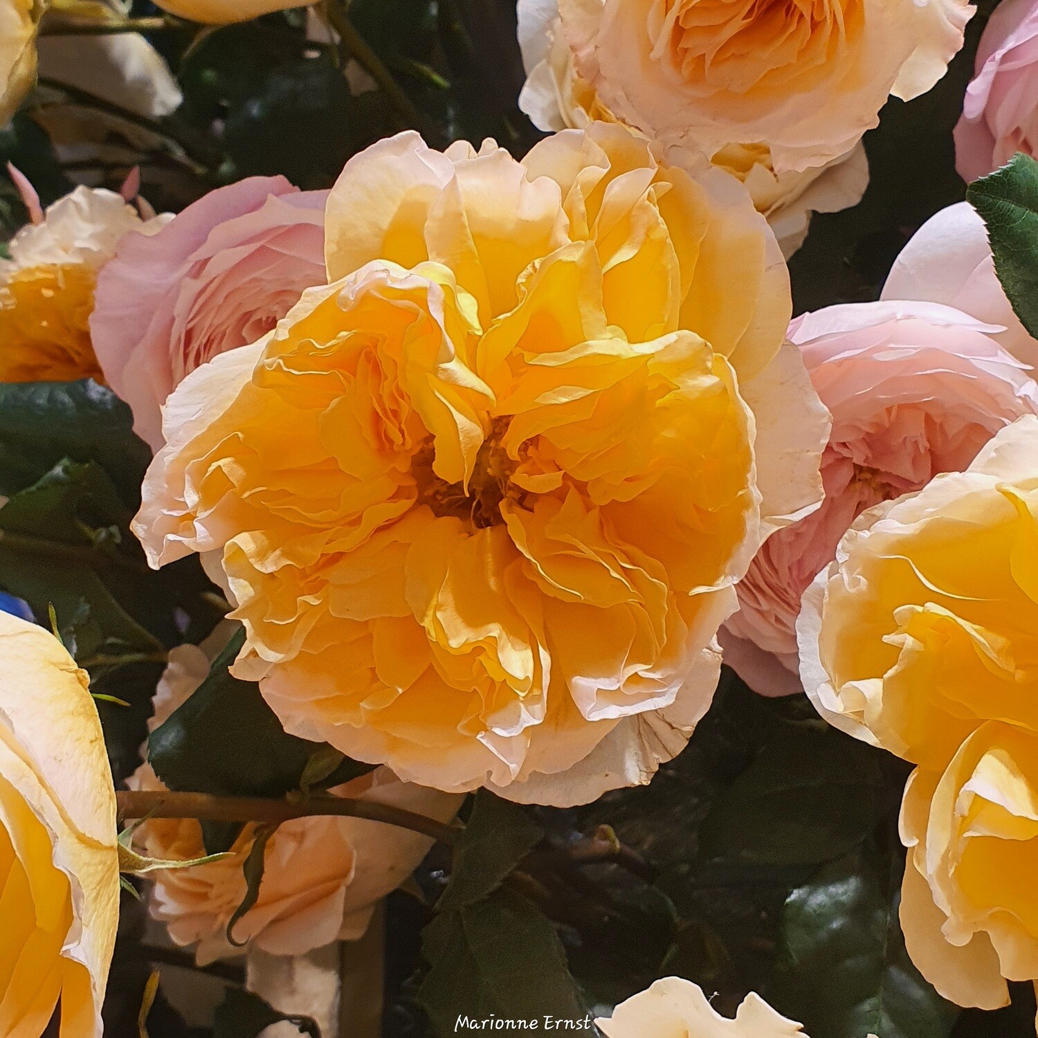 Photography Roses