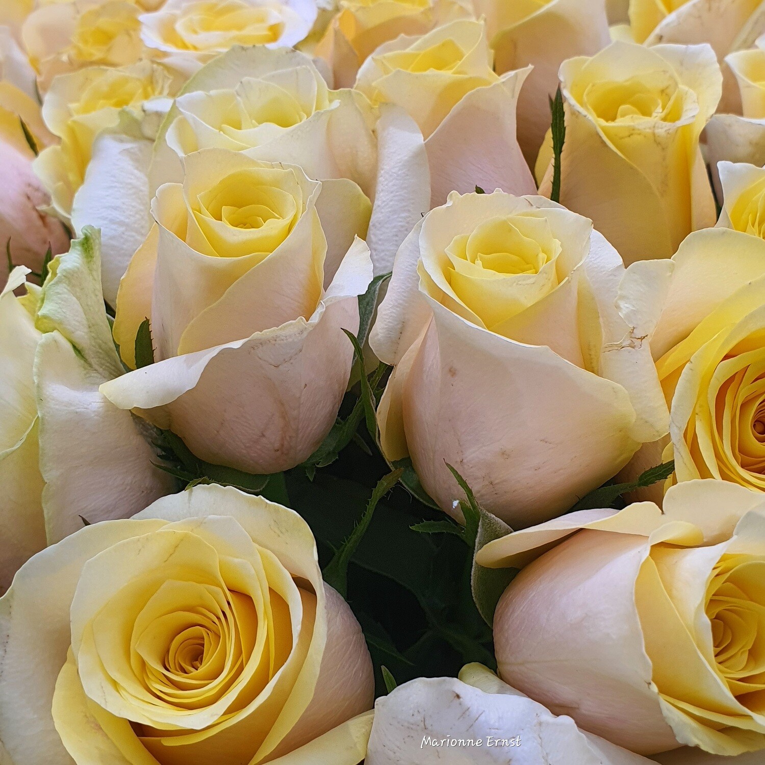 Photography Roses