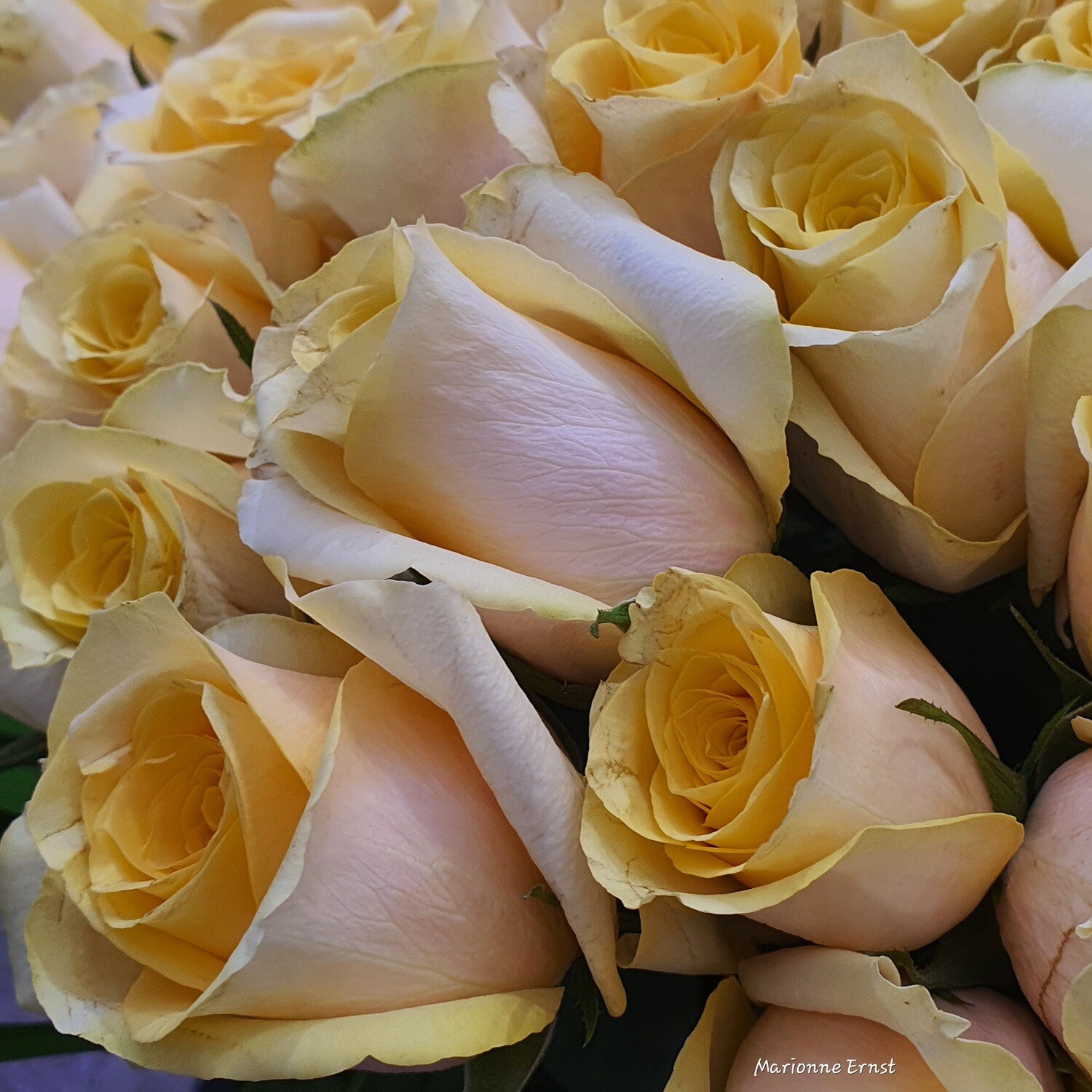 Photography Roses