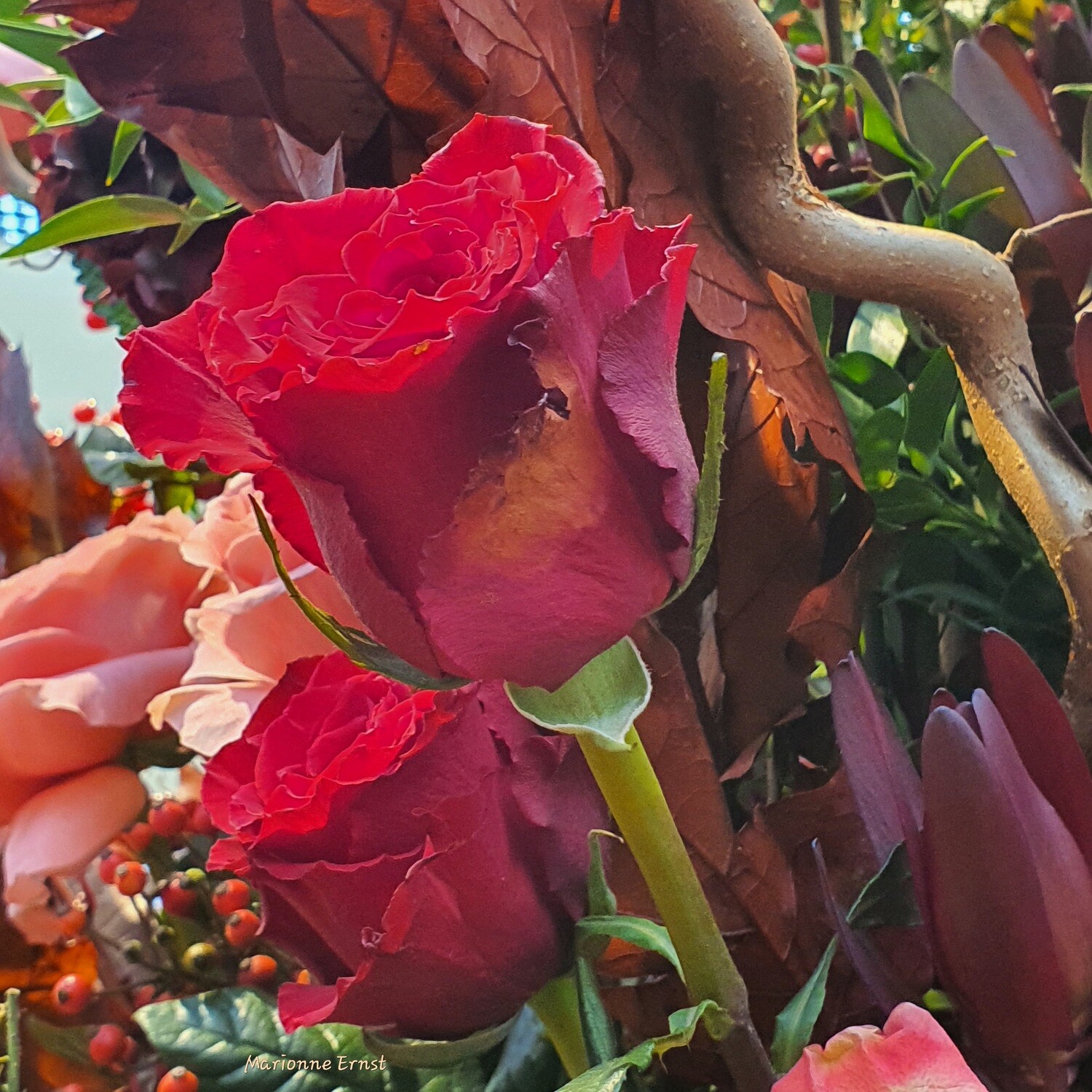 Photography Rose