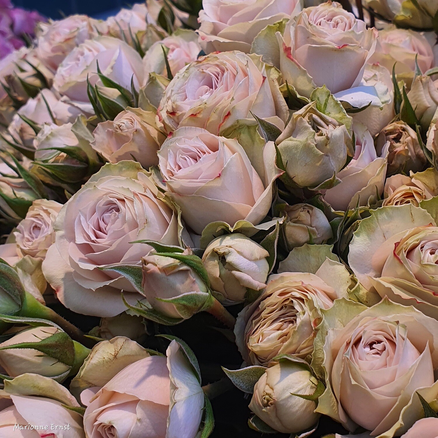 Photography Roses