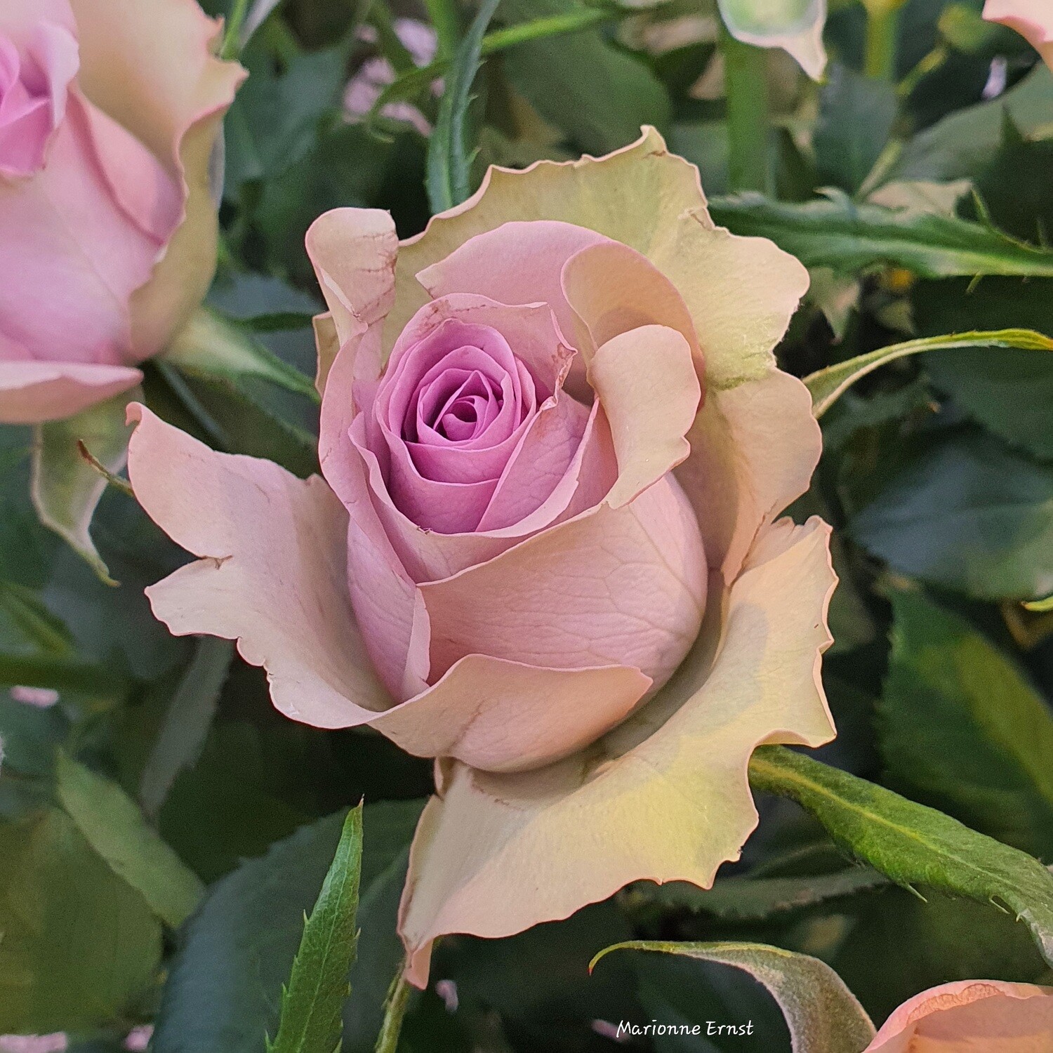 Photography Roses