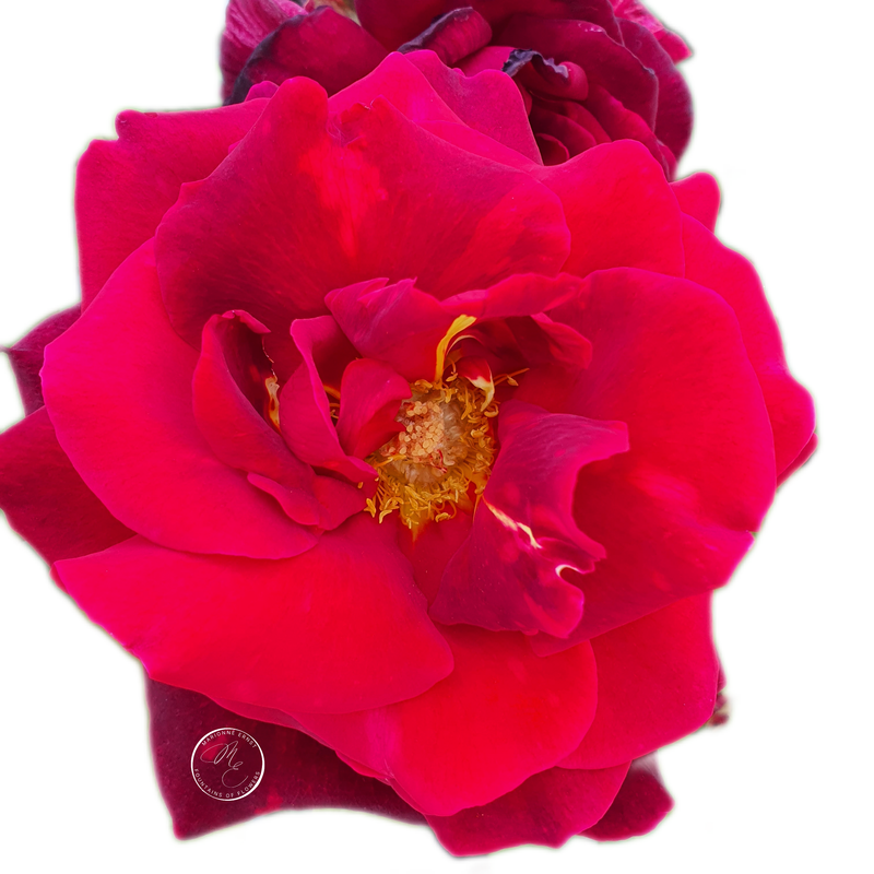 NFT.ME.ROSES