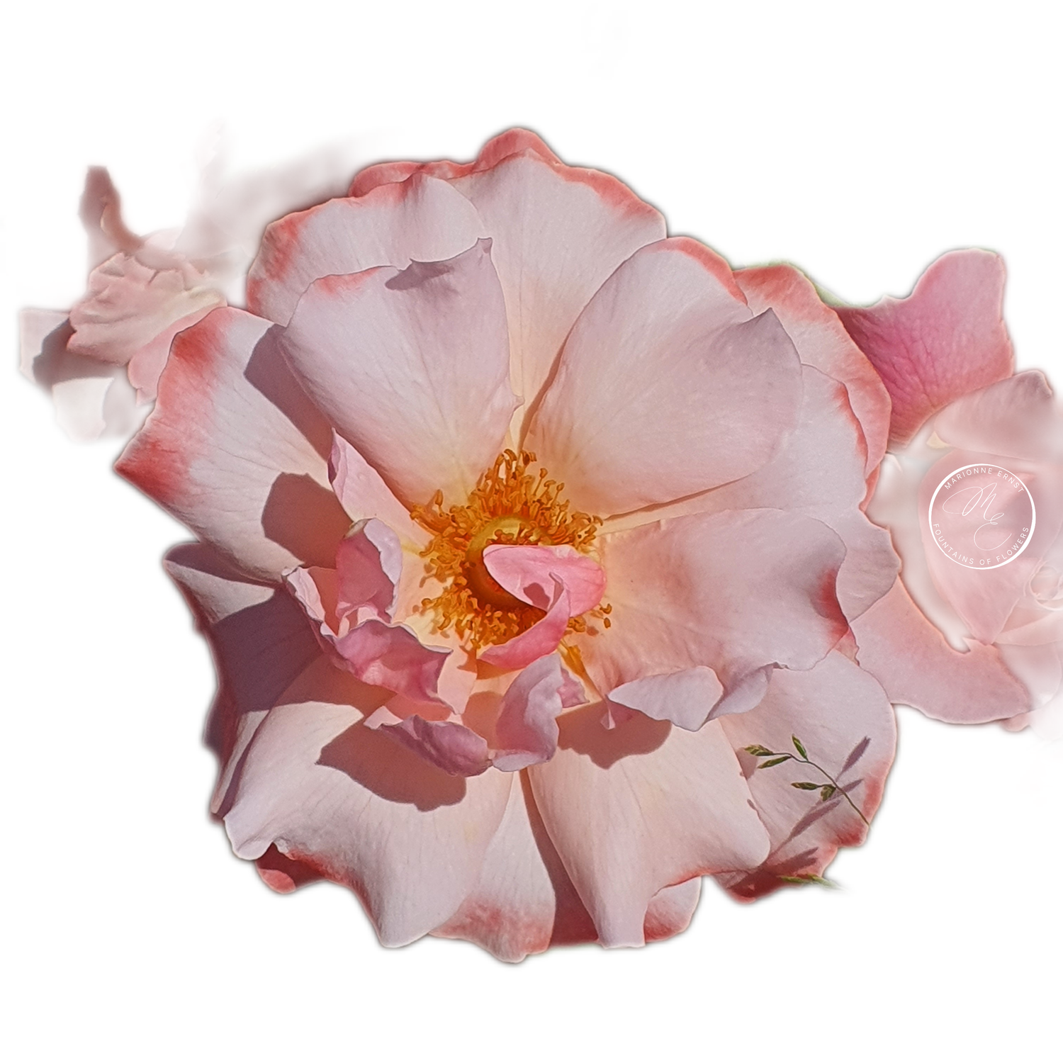 NFT.ME.ROSES