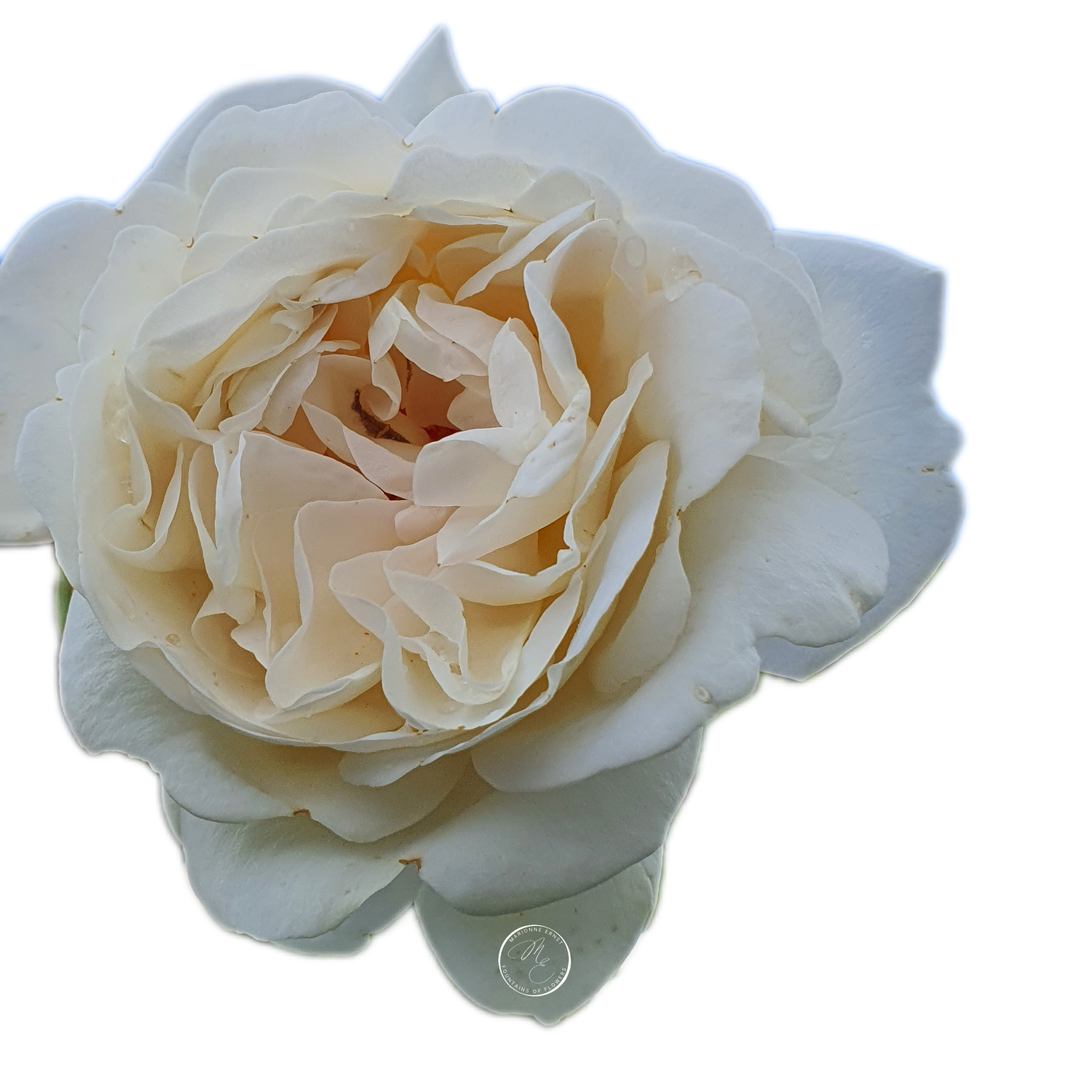 NFT.ME.ROSES