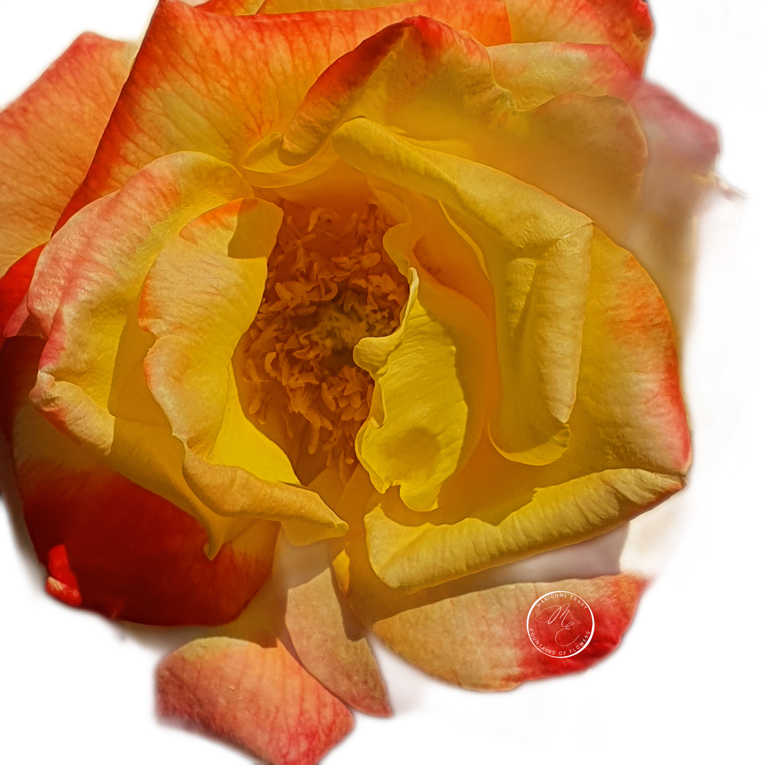 NFT.ME.ROSES