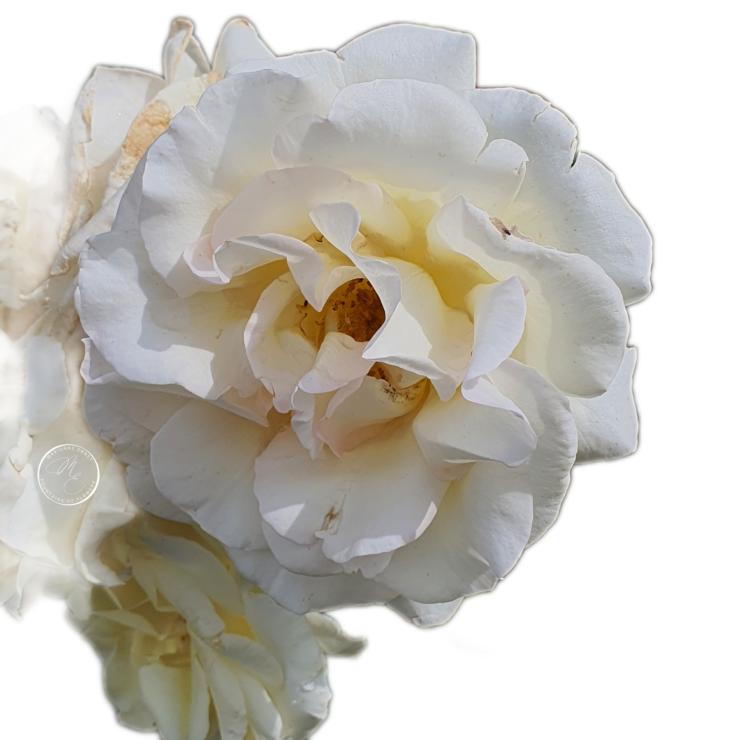 NFT.ME.ROSES