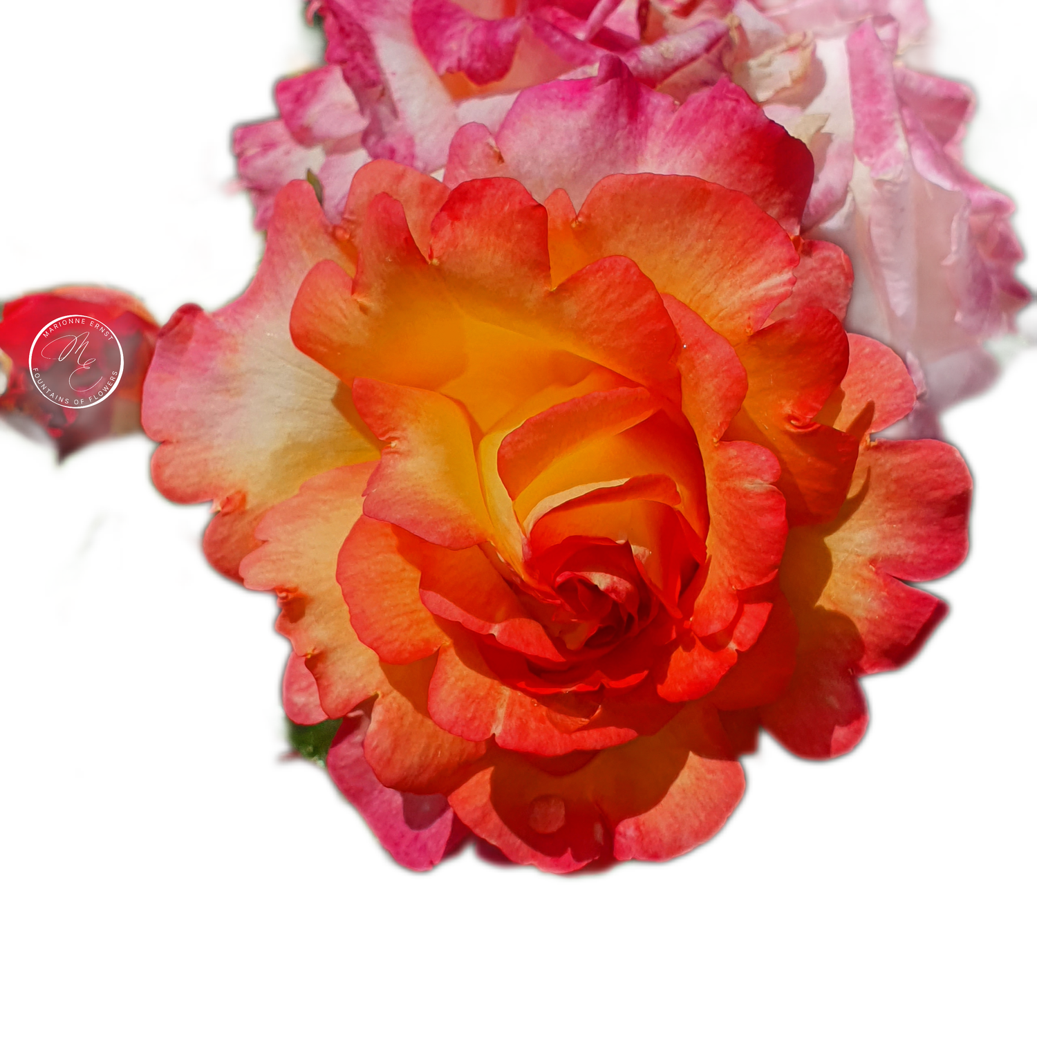 NFT.ME.ROSES