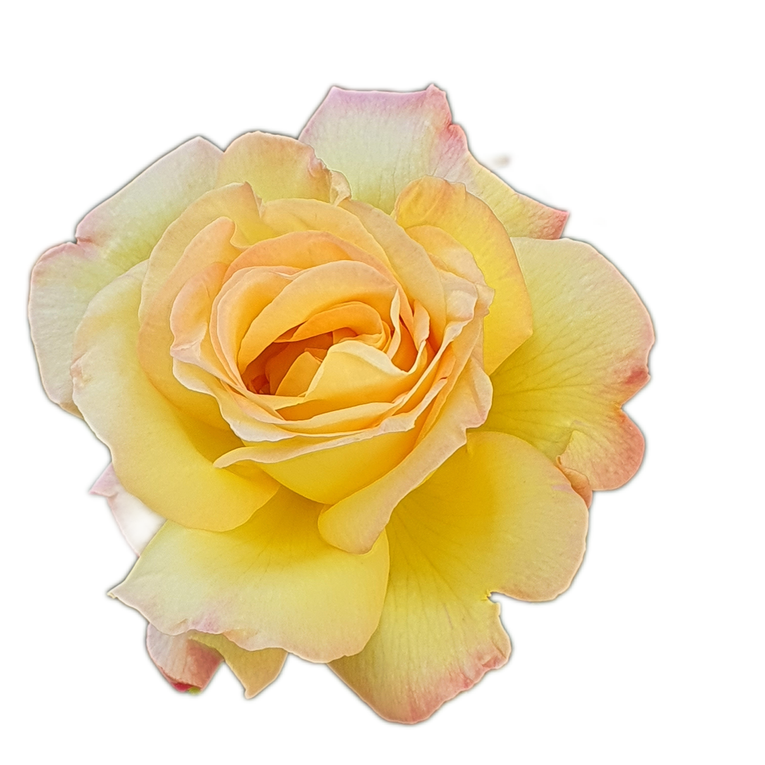 100 Roses NFT,s collection