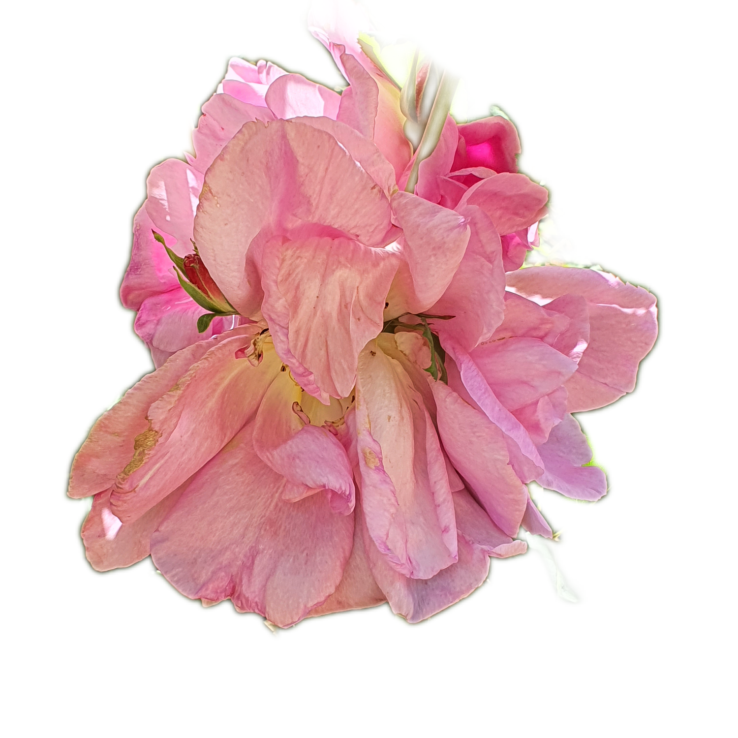 100 Roses NFT,s collection