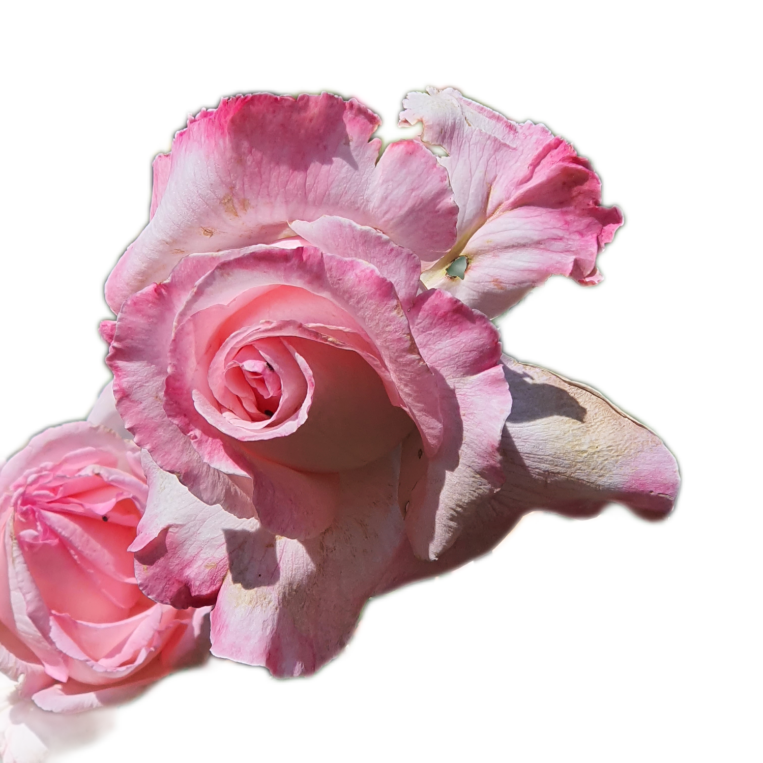 100 Roses NFT,s collection