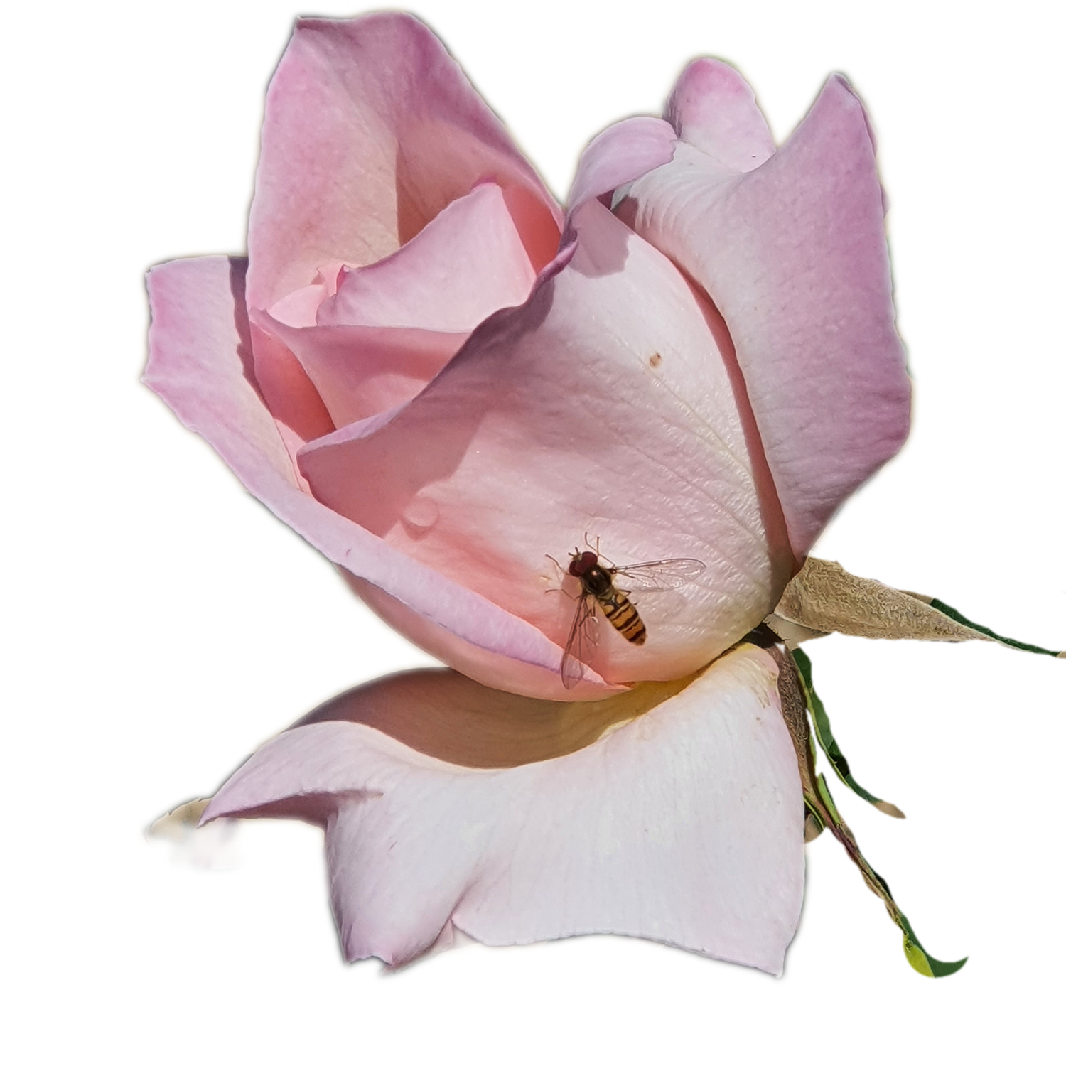 100 Roses NFT,s collection