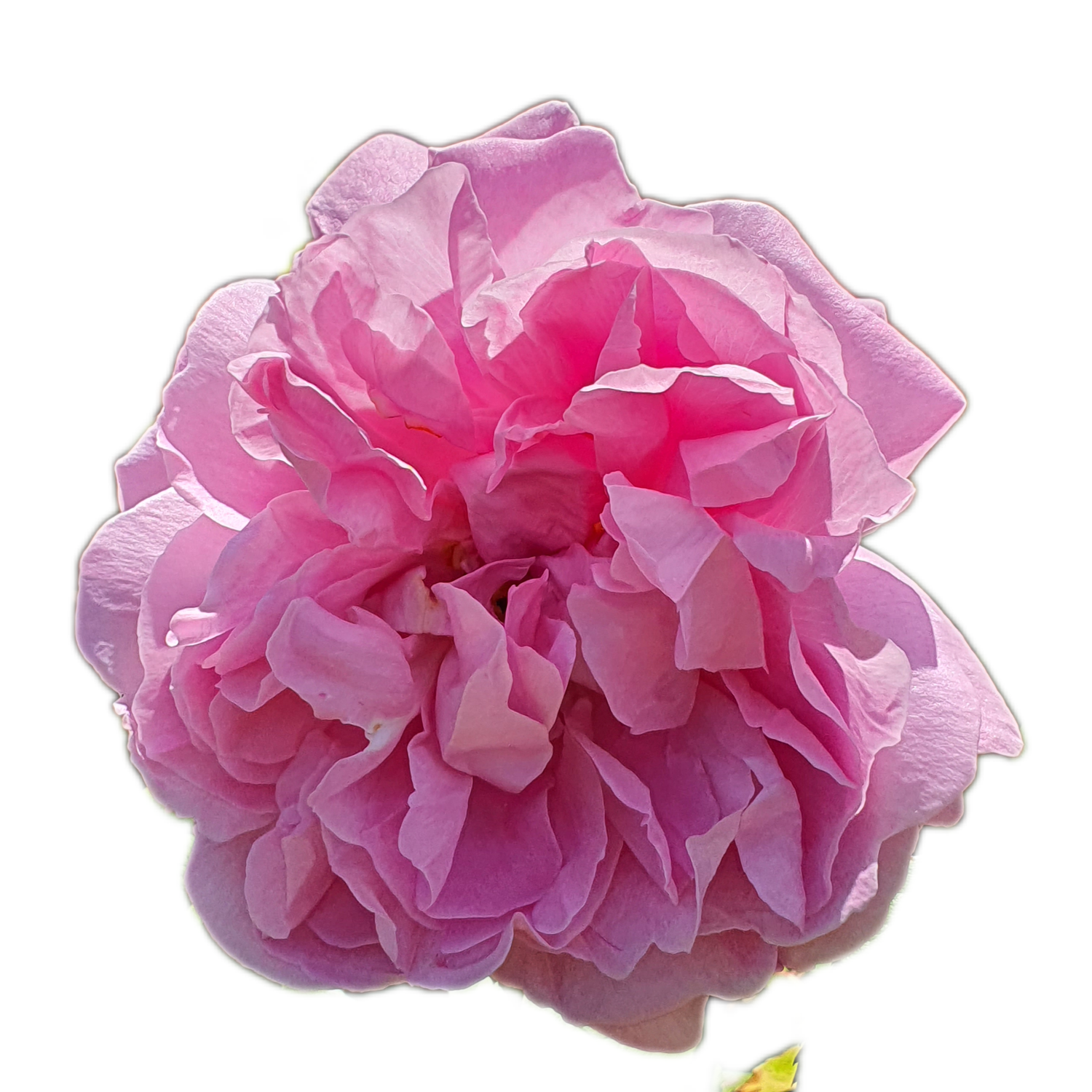 100 Roses NFT,s collection