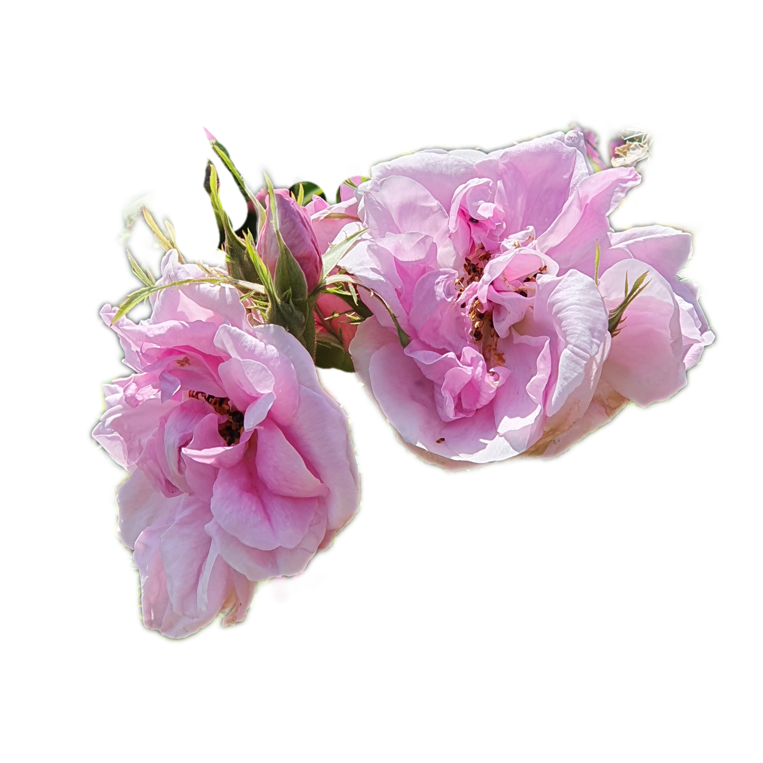 100 Roses NFT,s collection