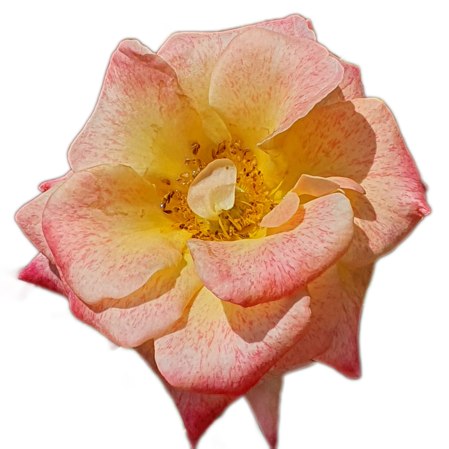 100 Roses NFT,s collection