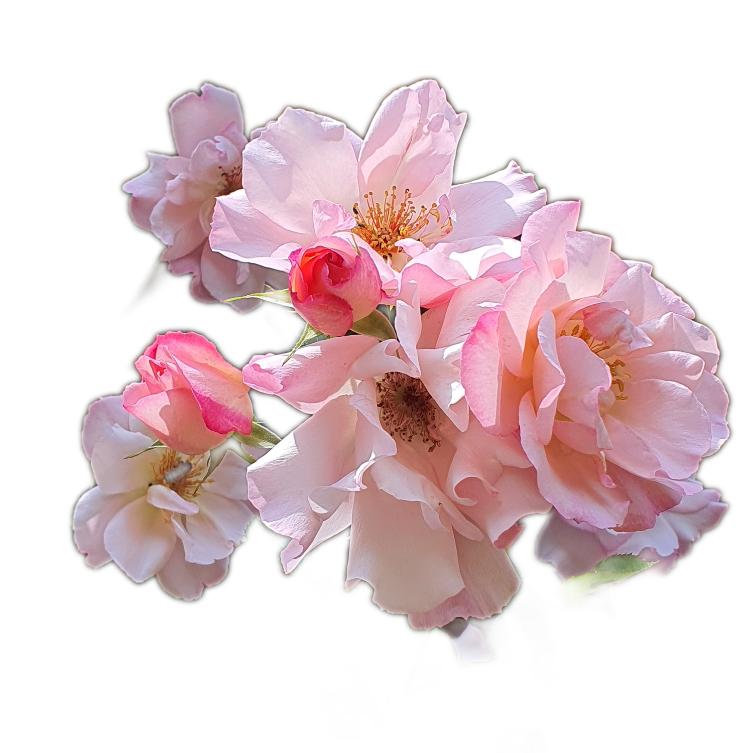 100 Roses NFT,s collection