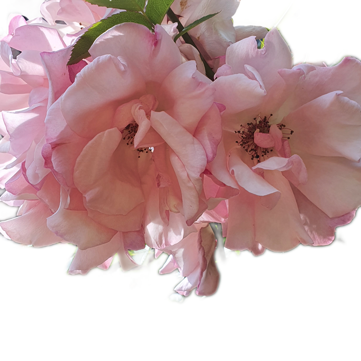 100 Roses NFT,s collection