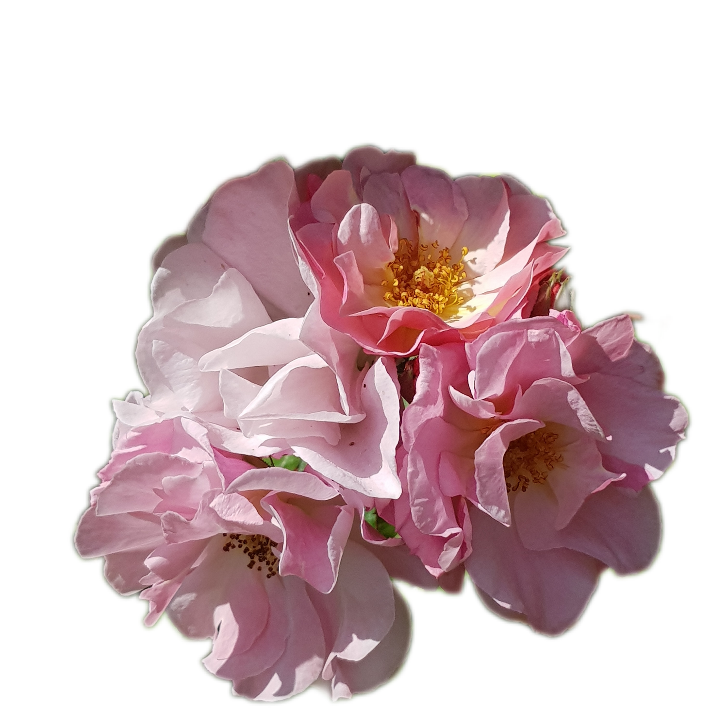 100 Roses NFT,s collection