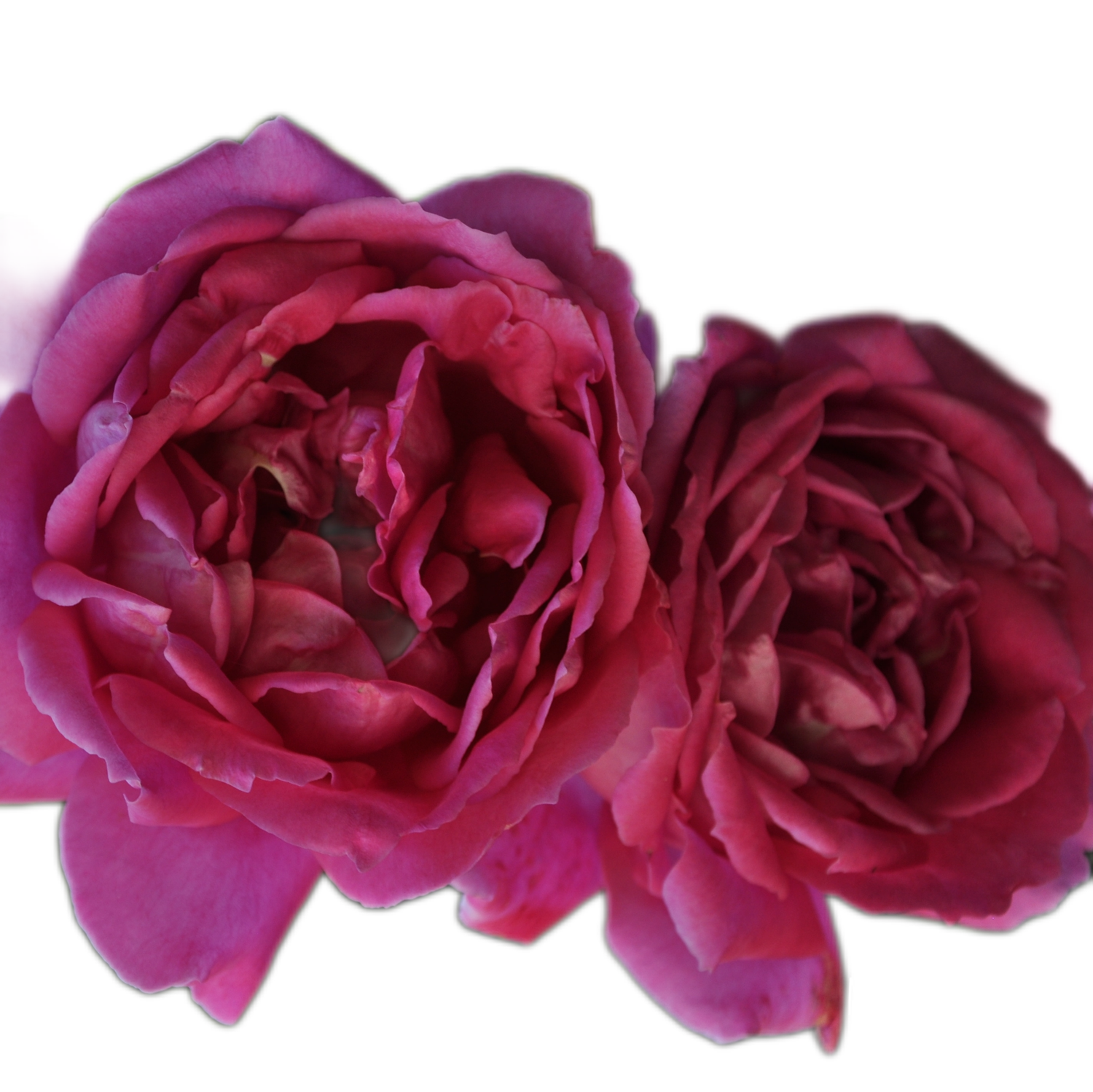 100 Roses NFT,s collection