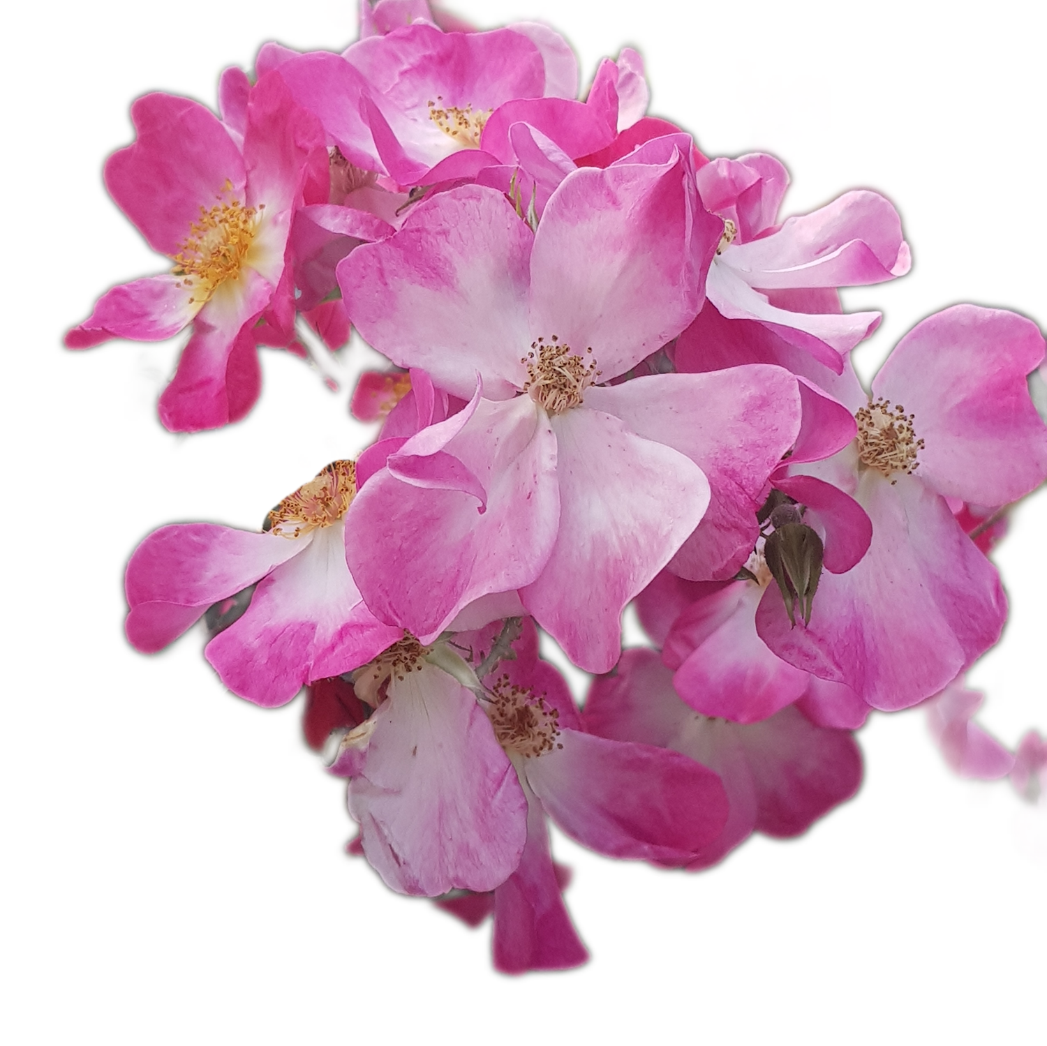 100 Roses NFT,s collection