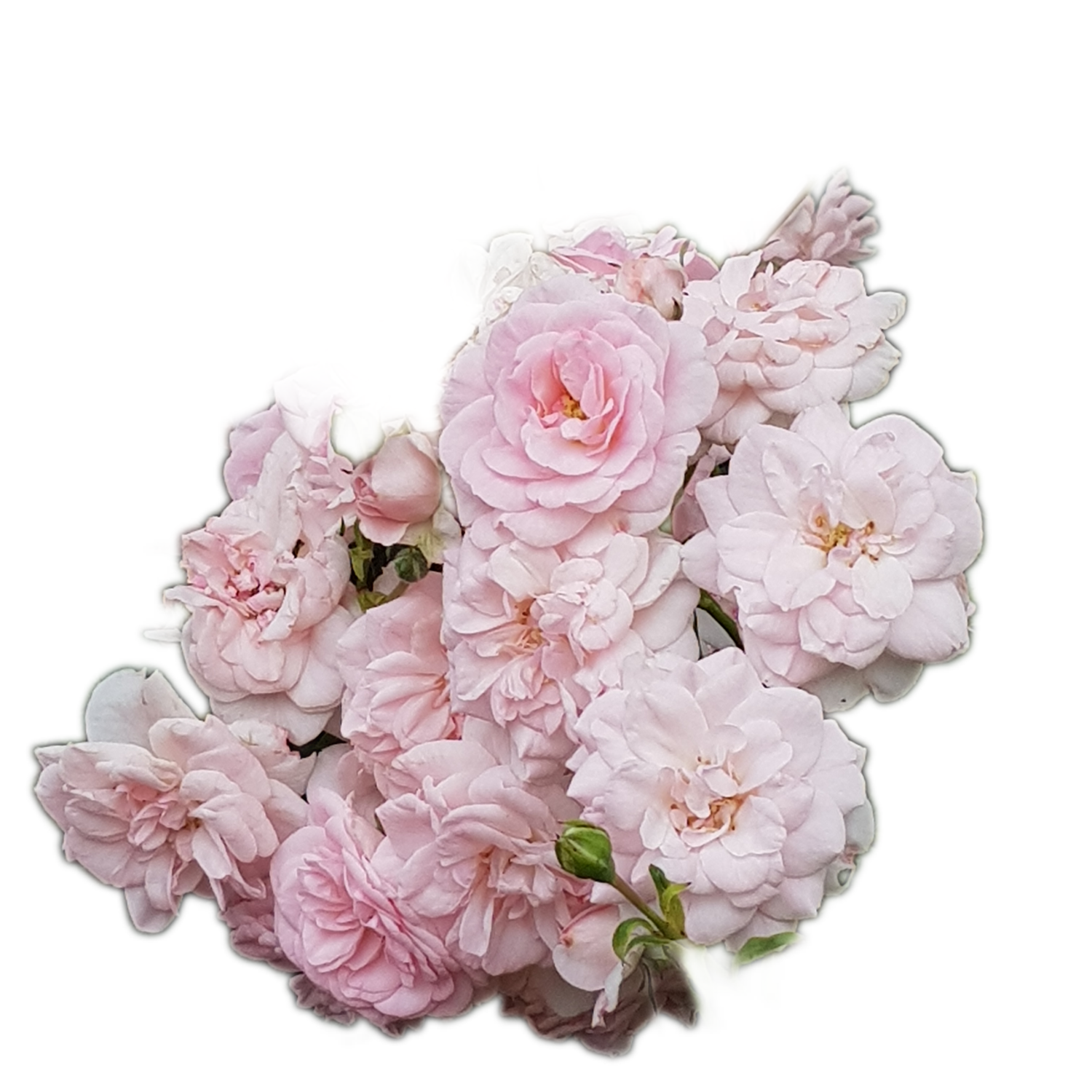 100 Roses NFT,s collection