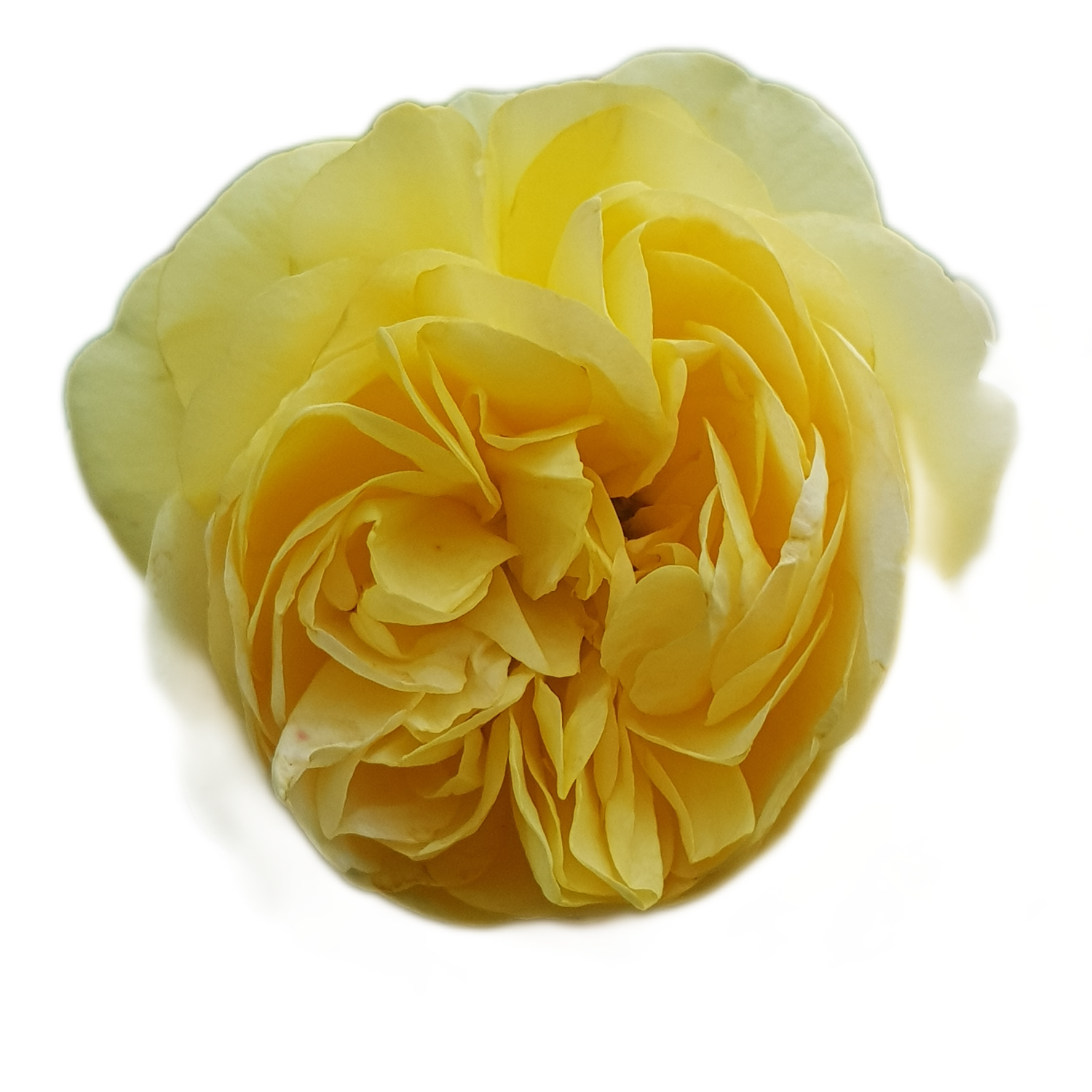 100 Roses NFT,s collection
