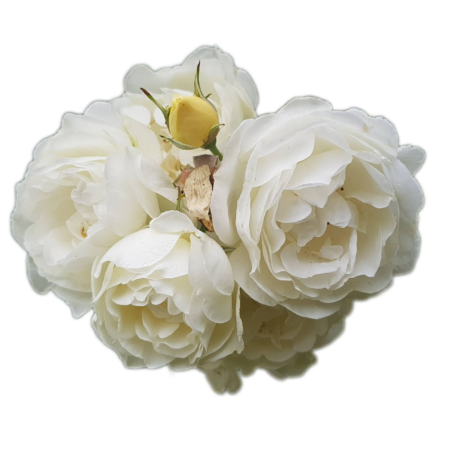 100 Roses NFT,s collection