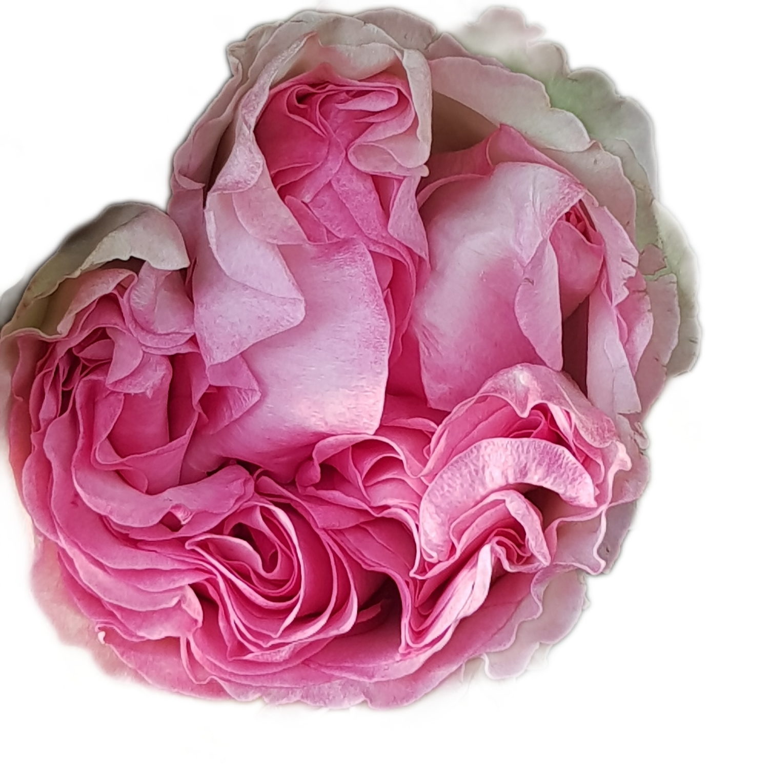 100 Roses NFT,s collection