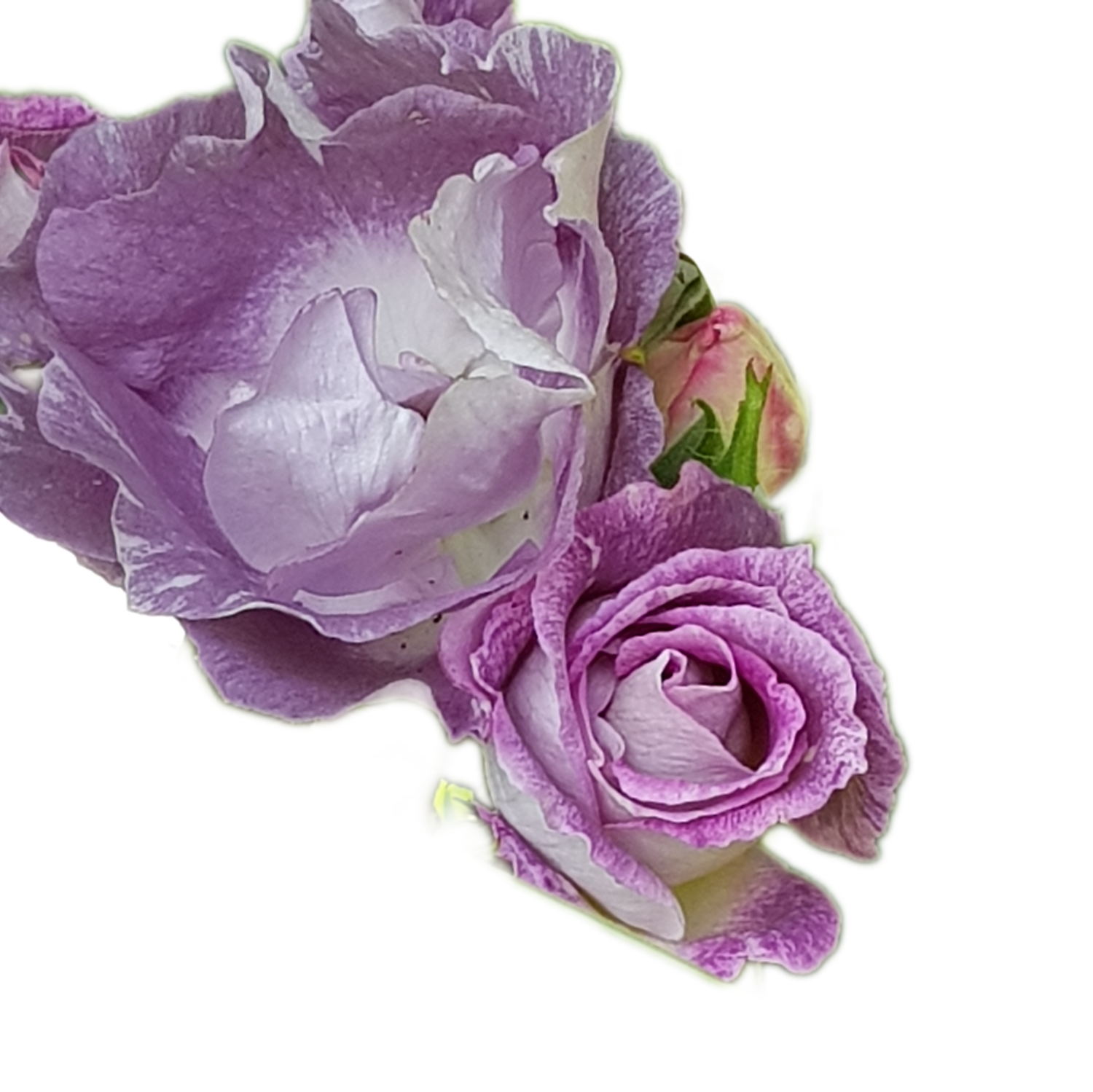 100 Roses NFT,s collection